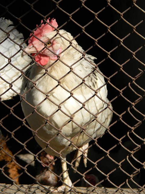 场比赛中 场比赛中