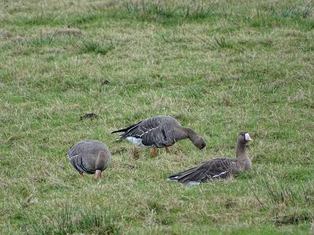 球队难以攻 球队难以攻
