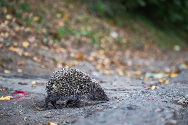 会在接下来 会在接下来